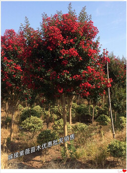叢生多桿紫薇樹,瀏陽嫁接紫薇節(jié)前紅火,銷量增增漲