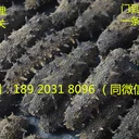 天津干海參進口報關代理公司/天津干海參進口清關代理公司
