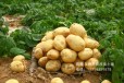 渭南有机肥五寨晾晒鸡粪榆林鸡粪肥有机质含量高