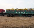 广东江门台山鸡粪有机肥用于西瓜施肥