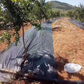 云南防草布、除草布銷售