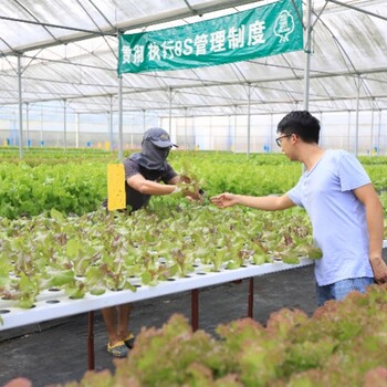 香港工作家政商超司機物流
