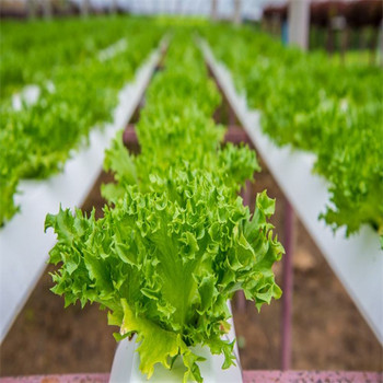 沧浪区生鲜蔬菜配送哪家好质量生鲜蔬菜配送公司厂家价格