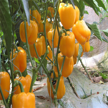無錫宜興食堂蔬菜配送服務送貨上門生鮮水果配送公司指導報價