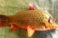 北京黄河大鲤鱼销售