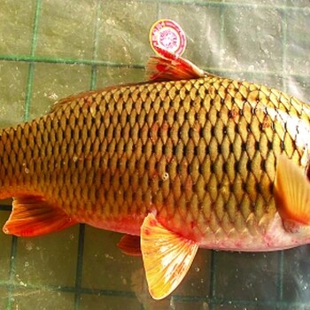 北京黃河大鯉魚銷售