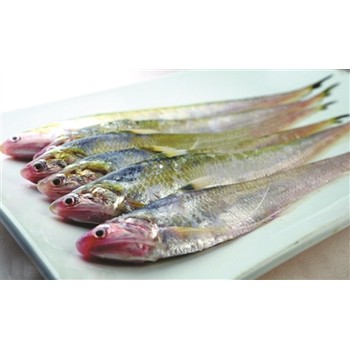 北京江刀魚銷售