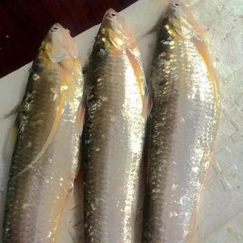 北京江刀魚銷售
