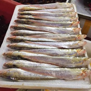 北京江刀魚銷售