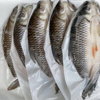 北京馬來西亞忘不了魚銷售