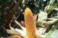 超大棒玉米种子高产玉米种子鲁单3092