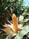 超大棒玉米種子高產(chǎn)玉米種子魯單3092