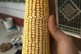 大棒玉米种子高产玉米种子鲁单3092