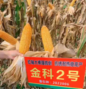 超大棒玉米新品種金科2號