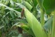 高产玉米种子豫单186