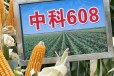 大棒玉米品种抗病玉米新品种中科608