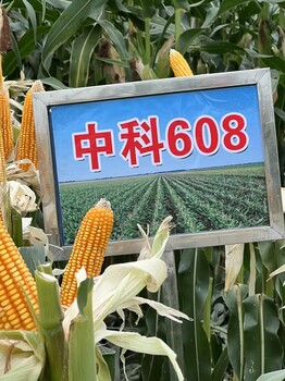大棒玉米品種抗病玉米新品種中科608
