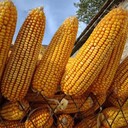 白軸大棒玉米品種豐樂33