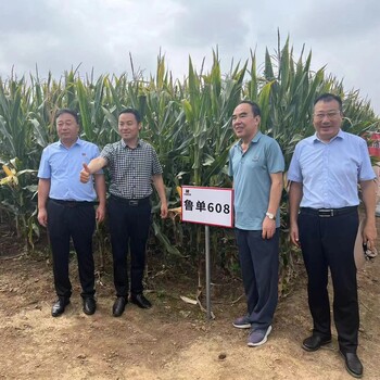 高產(chǎn)玉米新品種耐高溫魯單608