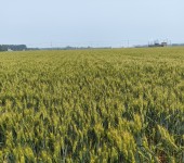 高产小麦种子国审小麦品种齐麦21