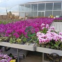溫室大棚蔬菜花卉育苗種植架水培移動苗床潮汐式灌溉苗床潮汐苗床