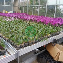 航迪潮汐苗床在温室大棚中花卉培育的使用优势