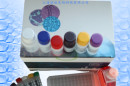 胡桃PCR检测试剂盒