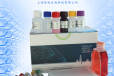 马鼻疽杆菌PCR检测试剂盒