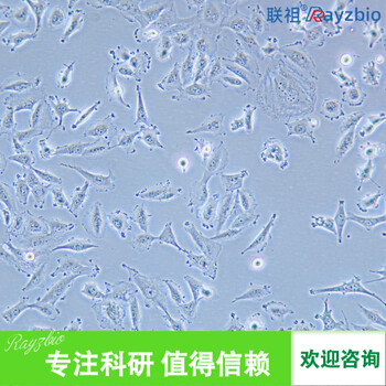 小鼠子宮頸上皮細胞