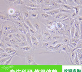 小鼠肠微血管内皮细胞
