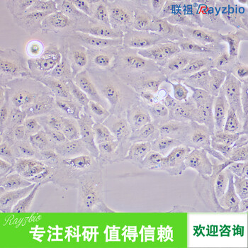 兔骨髓肥大细胞