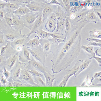 大鼠肾动脉内皮细胞