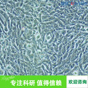 小鼠牙齦成纖維細胞