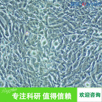 大鼠肾动脉内皮细胞