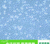 兔胰腺星状细胞