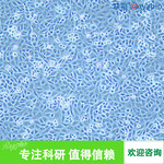 大鼠心臟微血管內(nèi)皮細(xì)胞