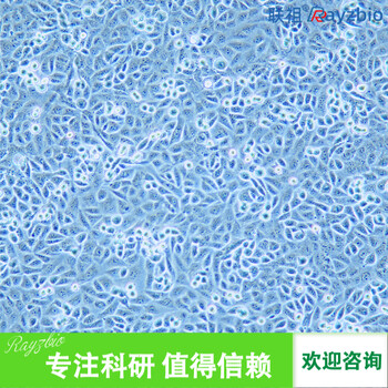 兔小腸平滑肌細(xì)胞