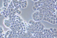 大鼠毛囊干细胞
