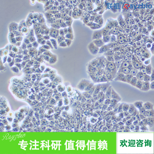 兔甲状腺成纤维细胞