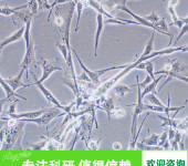 小鼠腹膜间皮细胞