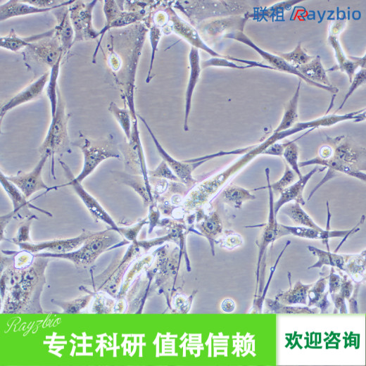 兔骨细胞