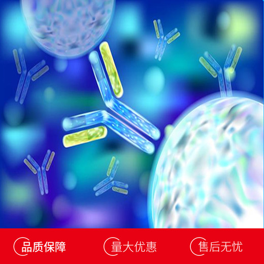 大鼠血管内皮生长因子C(VEGFC)多克隆抗体