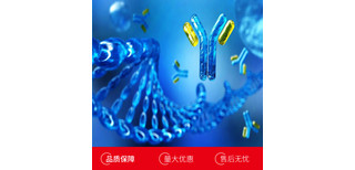 牛白介素12B(IL12B)多克隆抗体图片5