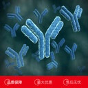 人趨化因子配體14(CXCL14)多克隆抗體