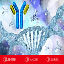 人轉化生長因子α(TGFa)單克隆抗體