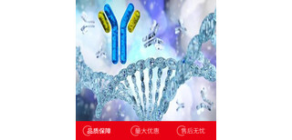 牛白介素12B(IL12B)多克隆抗体图片0