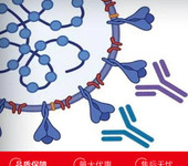 人肺部激活调节趋化因子(PARC)单克隆抗体