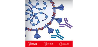 小鼠胸腺激活调节趋化因子(TARC)多克隆抗体图片2