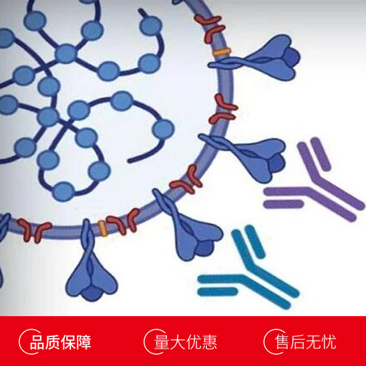 大鼠内分泌腺来源血管内皮生长因子(EG-VEGF)多克隆抗体