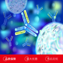 大鼠離子化鈣結(jié)合適配分子1(IBA1)單克隆抗體